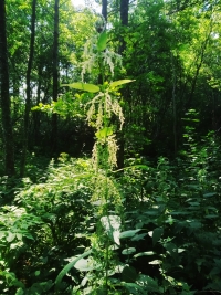Dabas foto
