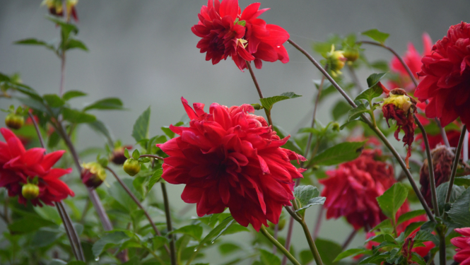 ziedi