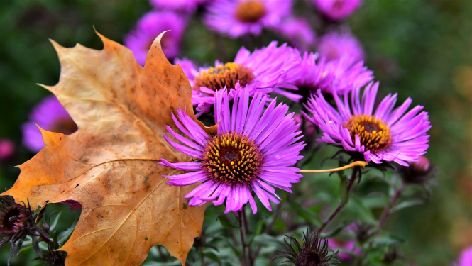 Rudens ziedi