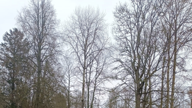 Tiltiņš Asarē