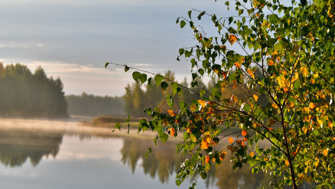 rudens