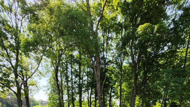 Bērni vingro