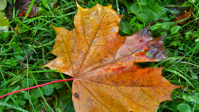 rudens lapas