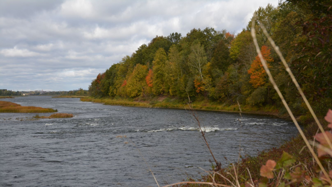 Daugava