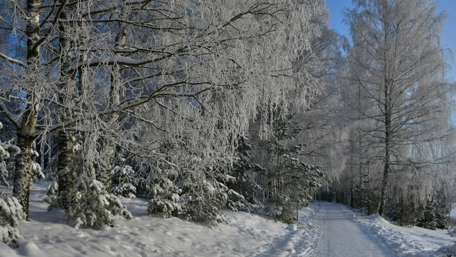 Mežaparks