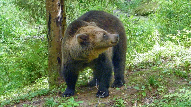 Brūnais lācis. Foto: Velga Vītola