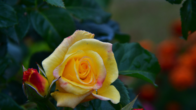 roze