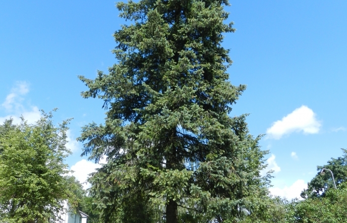 Menzisa duglāzija