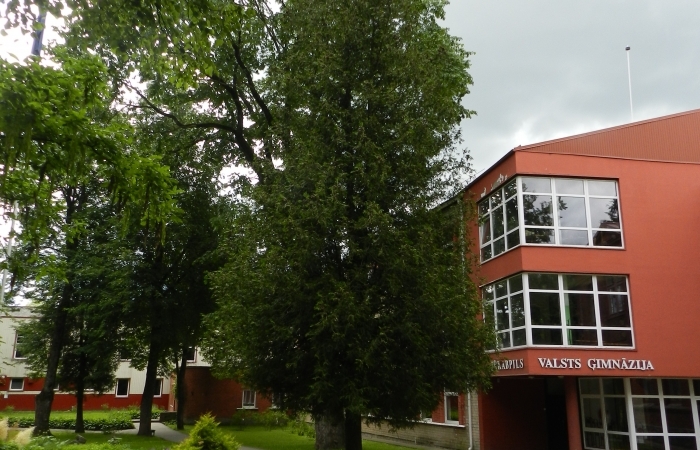 Rietumu tūja