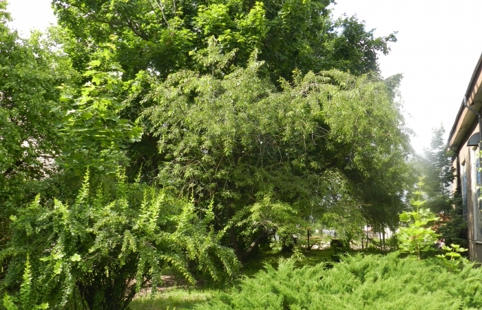 Vēlā ieva