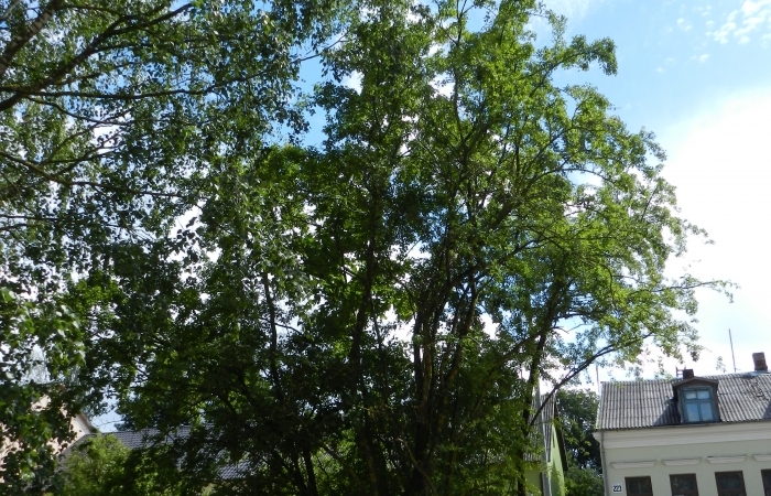 Daugavas vilkābele