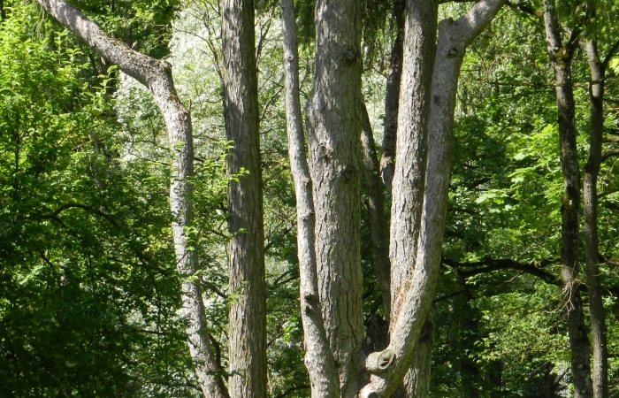 Eiropas lapegle