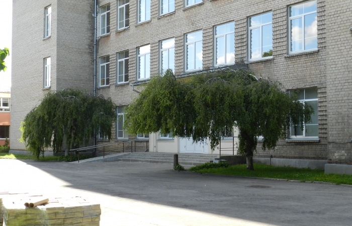 Āra bērzi šķirne "Youngii"