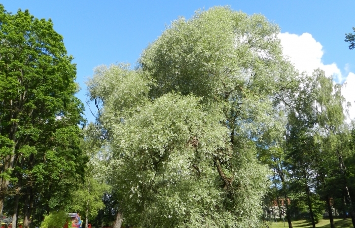 Baltais vītols