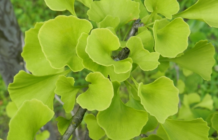 Divdaivu ginks