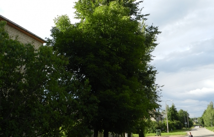 Dzeltenā zirgkastaņa
