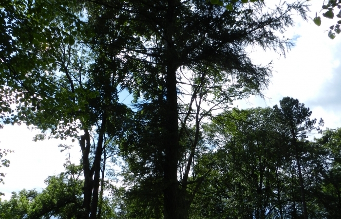 Eiropas lapegle
