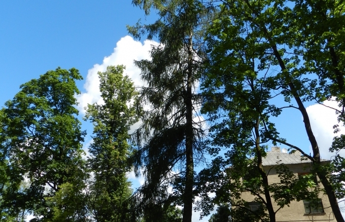 Eiropas un Japānas lapegles hibrīds