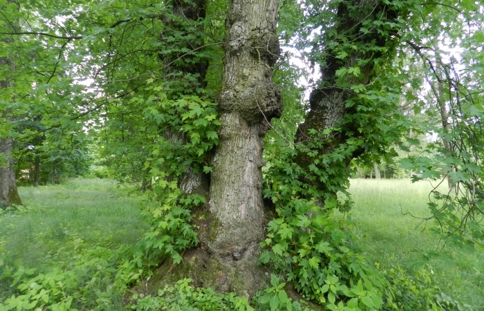 Sudrabkļava