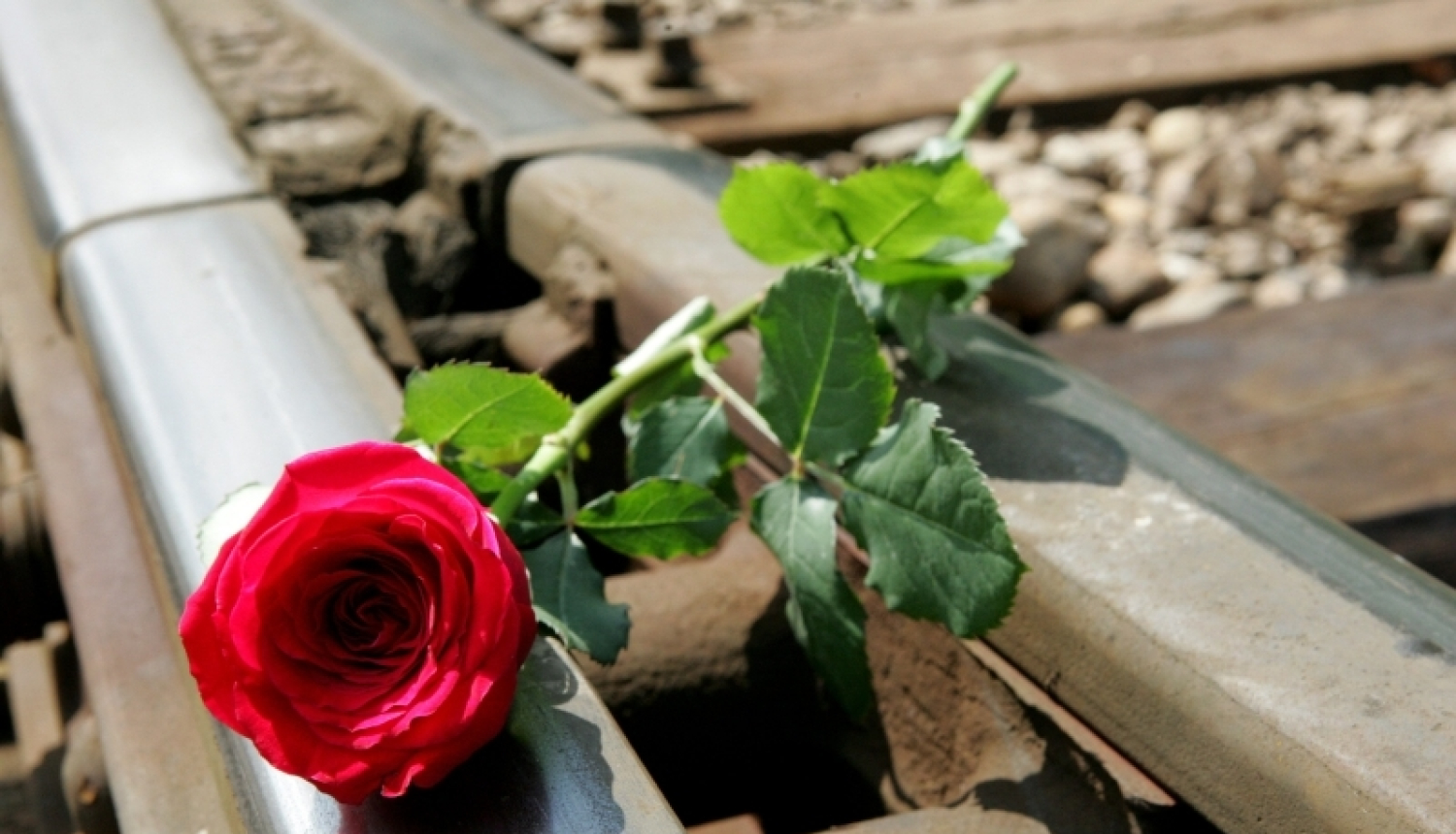 Roze uz sliedēm
