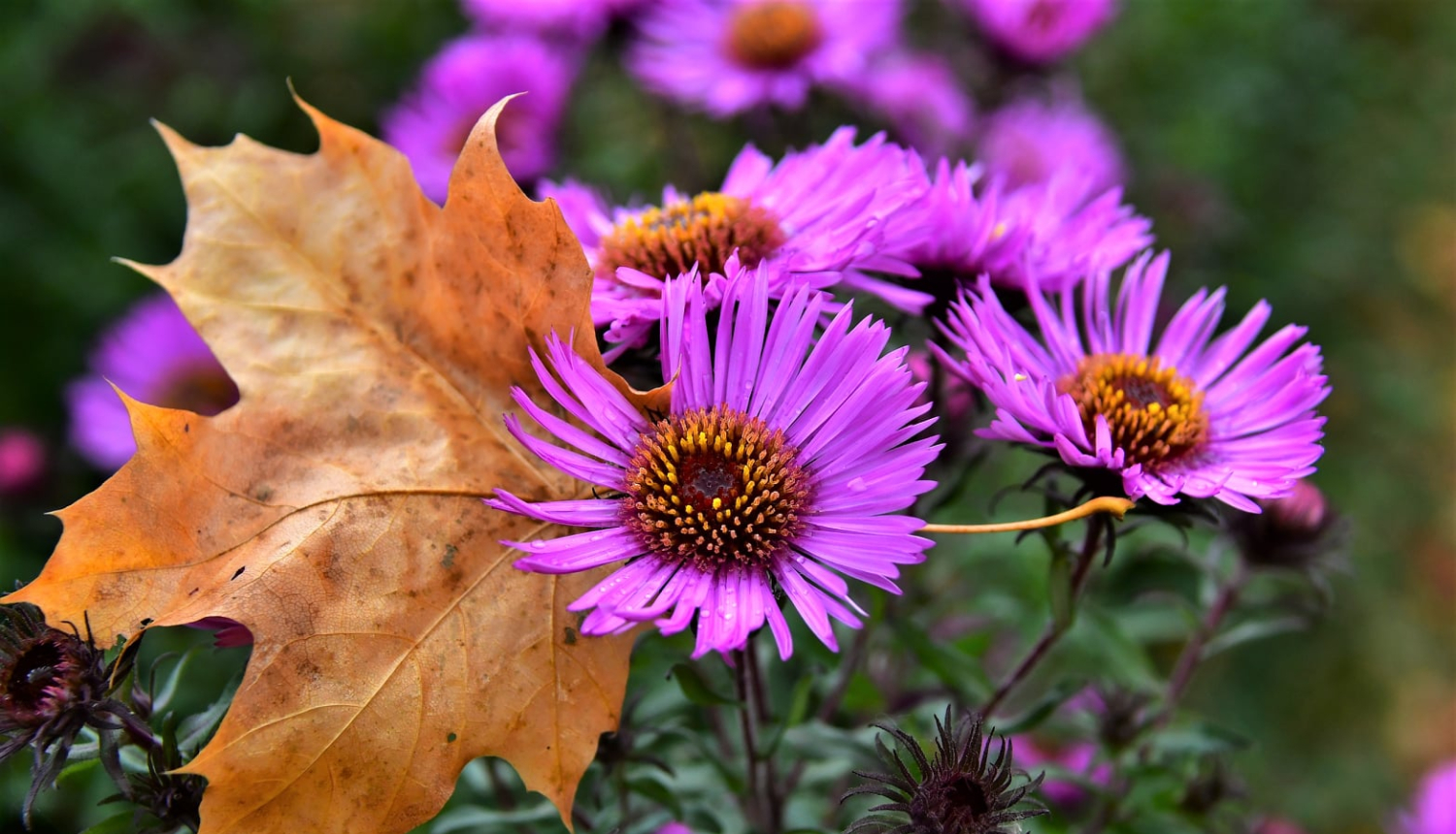 Rudens ziedi