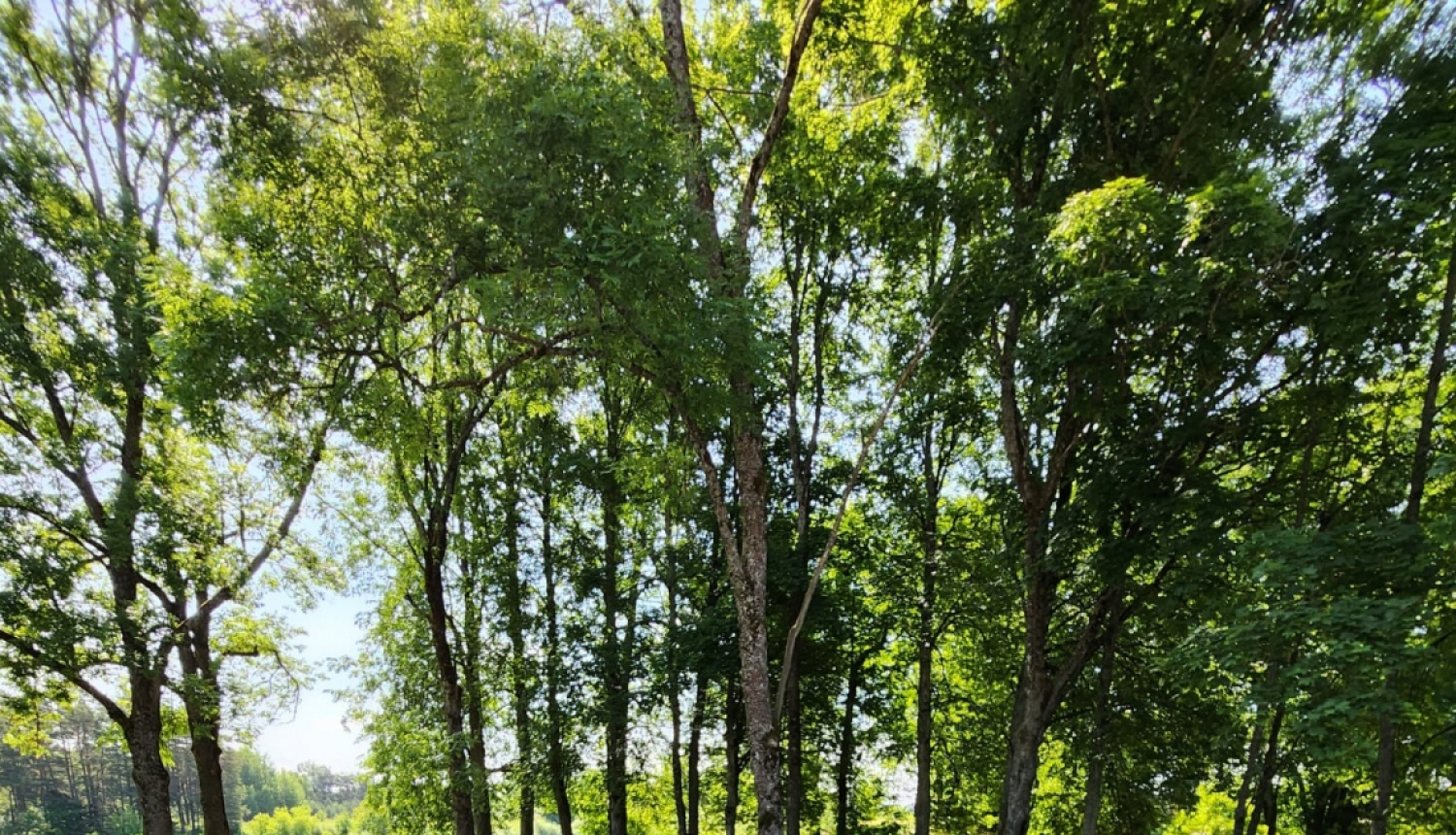 Bērni vingro