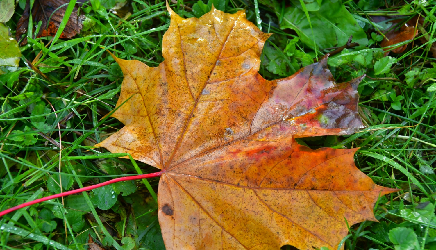 rudens lapas
