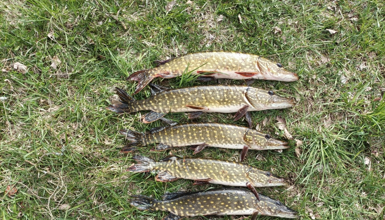 lidakas