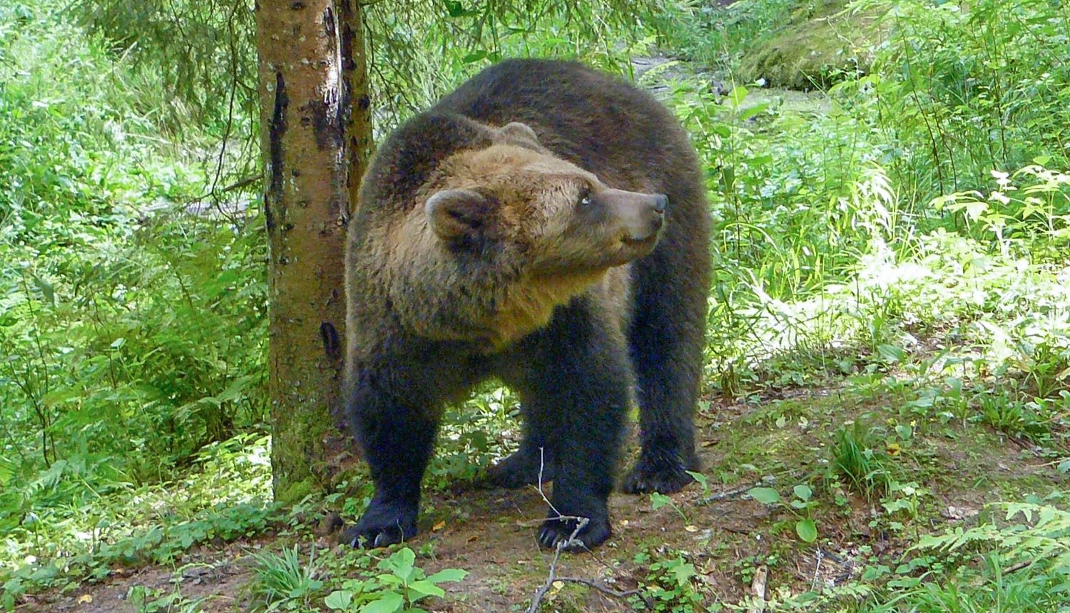 Brūnais lācis. Foto: Velga Vītola