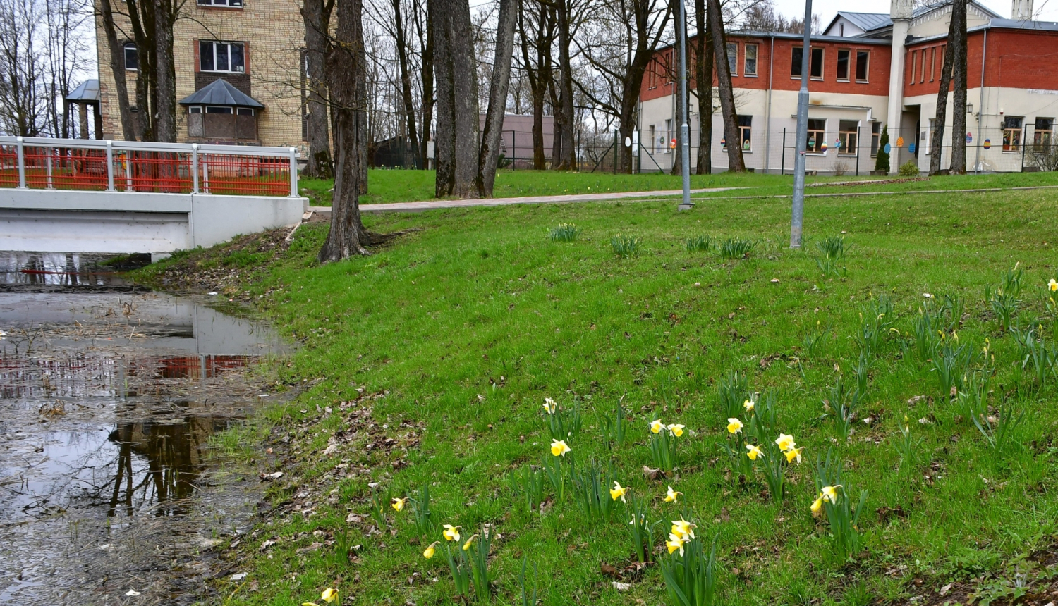 Narcises Kena parkā Jekabpilī