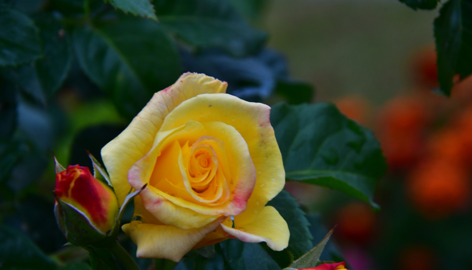 roze