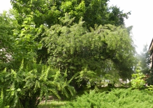 Vēlā ieva