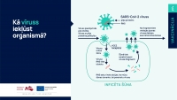 ka viruss ieklust organisma