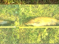 Nelegāli noķertas zivis