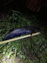 Nelegāli noķerta zivs