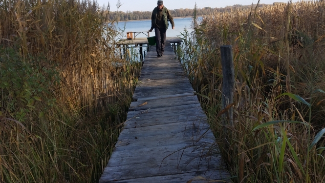Zivju mazuļu ielaišana Vīku ezerā
