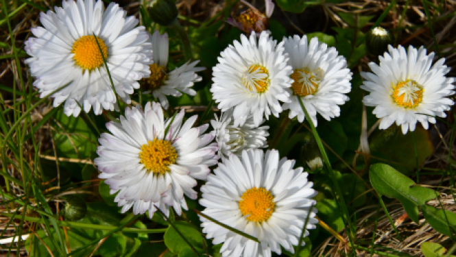 Dīkstāves pabalsti un citi nodokļu jomas atbalsta pasākumi pēc ārkārtējās situācijas beigām