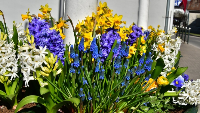 Ziedu kompozīcija Jēkabpils pilsētā