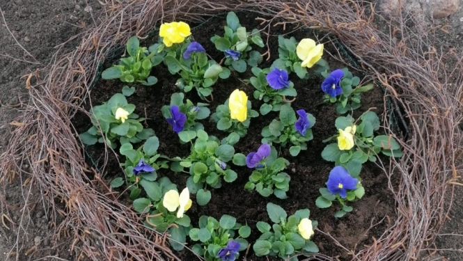 Ziedu kompozīcija Viesītes pilsētā