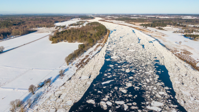 Vižņi krājas Daugavā, skats no drona