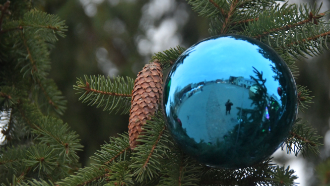 Čiekurs un egles zars