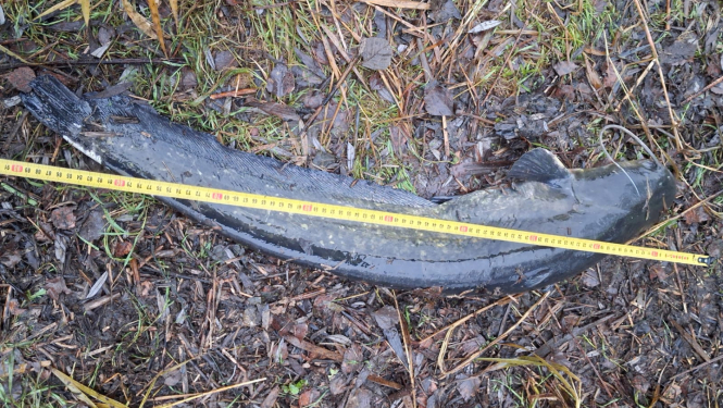 Zivs ar mērinstrumentu blakus