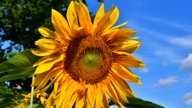 Tēva dienas pasākums