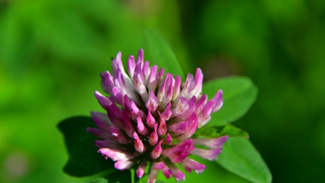 Autobusu parks iesniedz izvērtējumam projekta pieteikumu