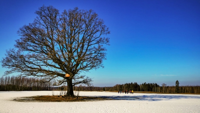 Koks uz sniegota lauka, tālumā iet pārgājiena dalībnieki