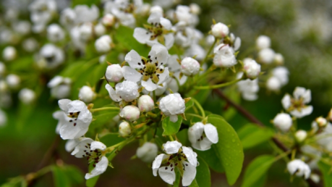Informācija par kapusvētkiem Jēkabpils un Zasas Romas katoļu draudžu kapsētās