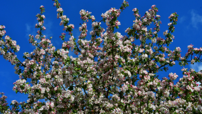 Informācija par mācībām pieaugušajiem 