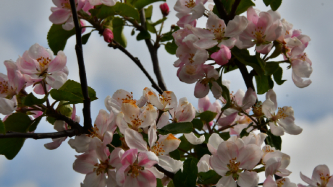 Jēkabpils pilsētas pašvaldības darba laiks svētkos