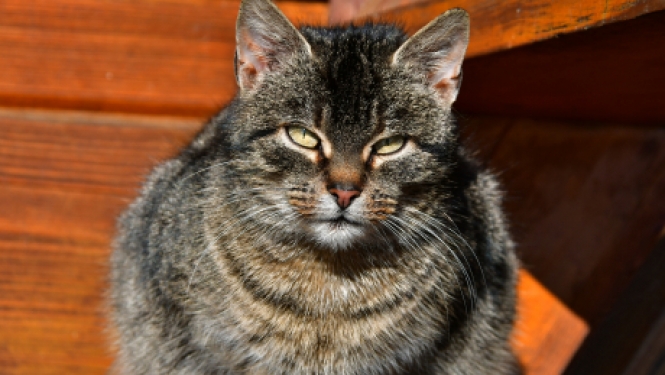 Atgādinājums par mājas dzīvnieku turēšanu un pašvaldības nodevām