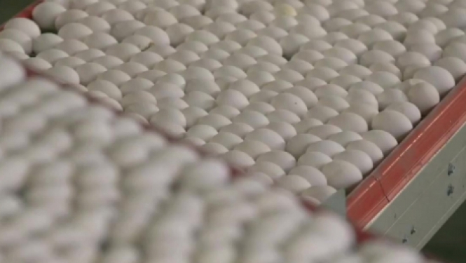 Paziņojums par SIA “GALLUSMAN” Olu un olu produktu ražotnes kompleksa izveides ietekmes uz vidi novērtējuma ziņojuma sabiedrisko apspriešanu